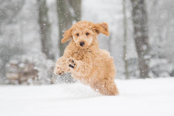 A dog playing in the snow