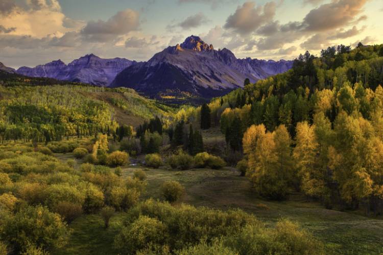 A stunning view of the golden Aspen leaves