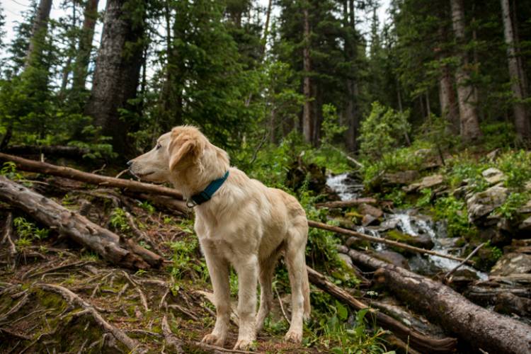 A dog on a hike near Telluride Colorado