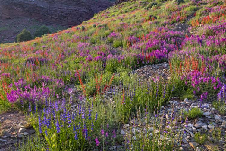 A meadow of wildflowers near Telluride