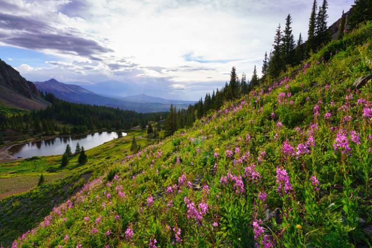 Wildflowers near Telluride, Colorado